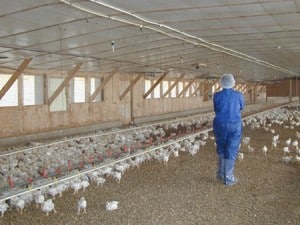 Flock Inspection