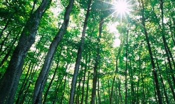 Ethanol impacts the environment