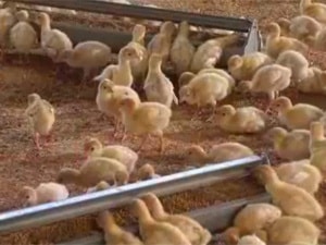 Chickens in house