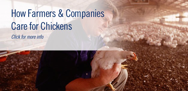 http://www.nationalchickencouncil.org/wp-content/uploads/2011/12/chicken-care-promo-top.jpg