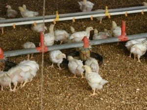 Chickens are not being fed arsenic