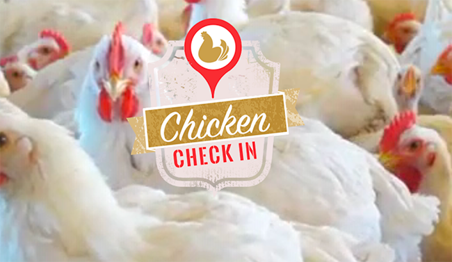 Chicken Check-In Website