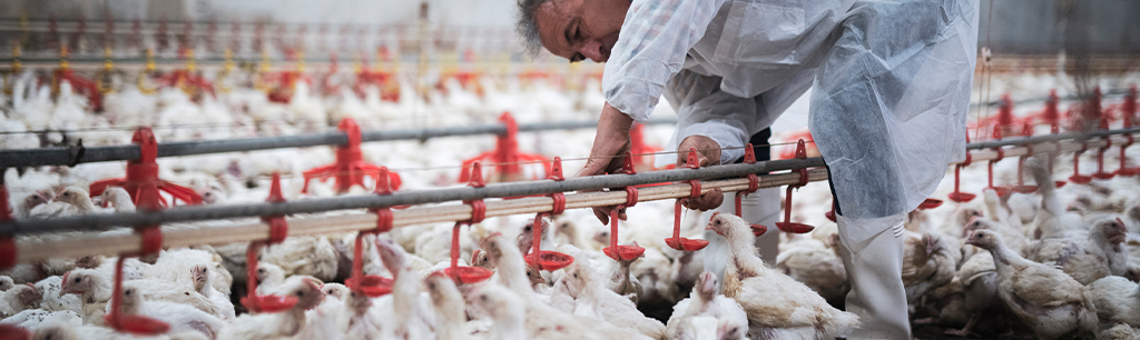 National Chicken Council | Animal Welfare for Broiler Chickens
