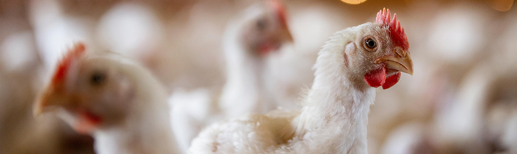 National Chicken Council | Questions and Answers on Avian Influenza (“Bird  Flu”)