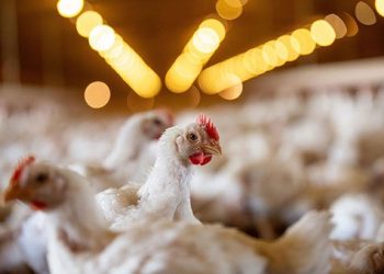 Broiler-Chicken-Industry-Key-Facts