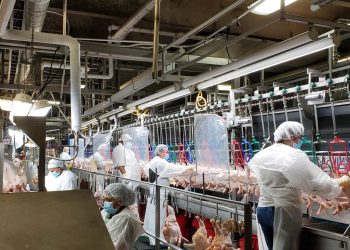 chicken-employees-processing-Sorters-covid-19-scaled