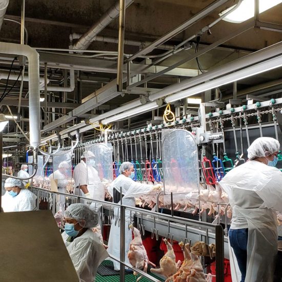 chicken-employees-processing-Sorters-covid-19-scaled