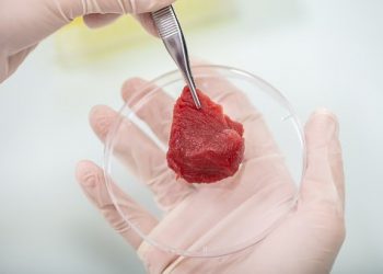 Close-up Of Researcher Inspecting Meat Sample In Laboratory